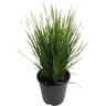 Lomandra Nyalla