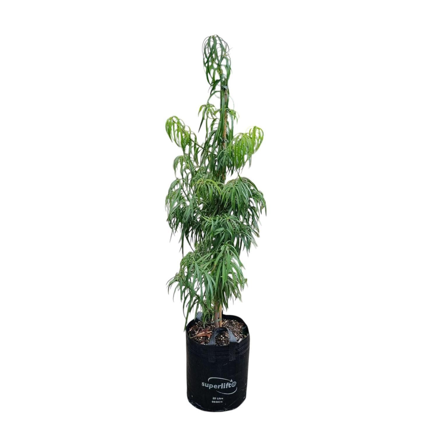 Podocarpus Henkelii  25L