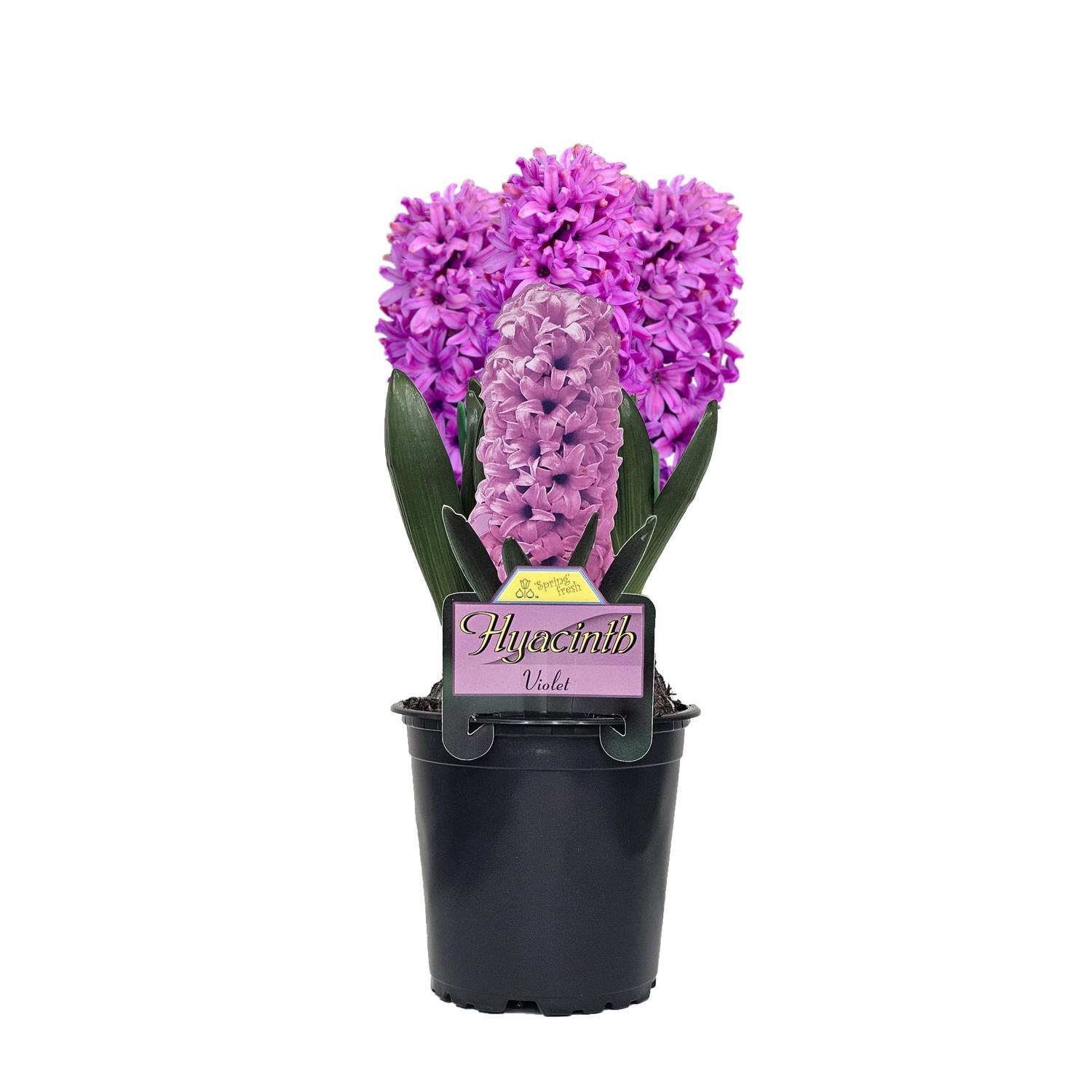 Potted Hyacinth