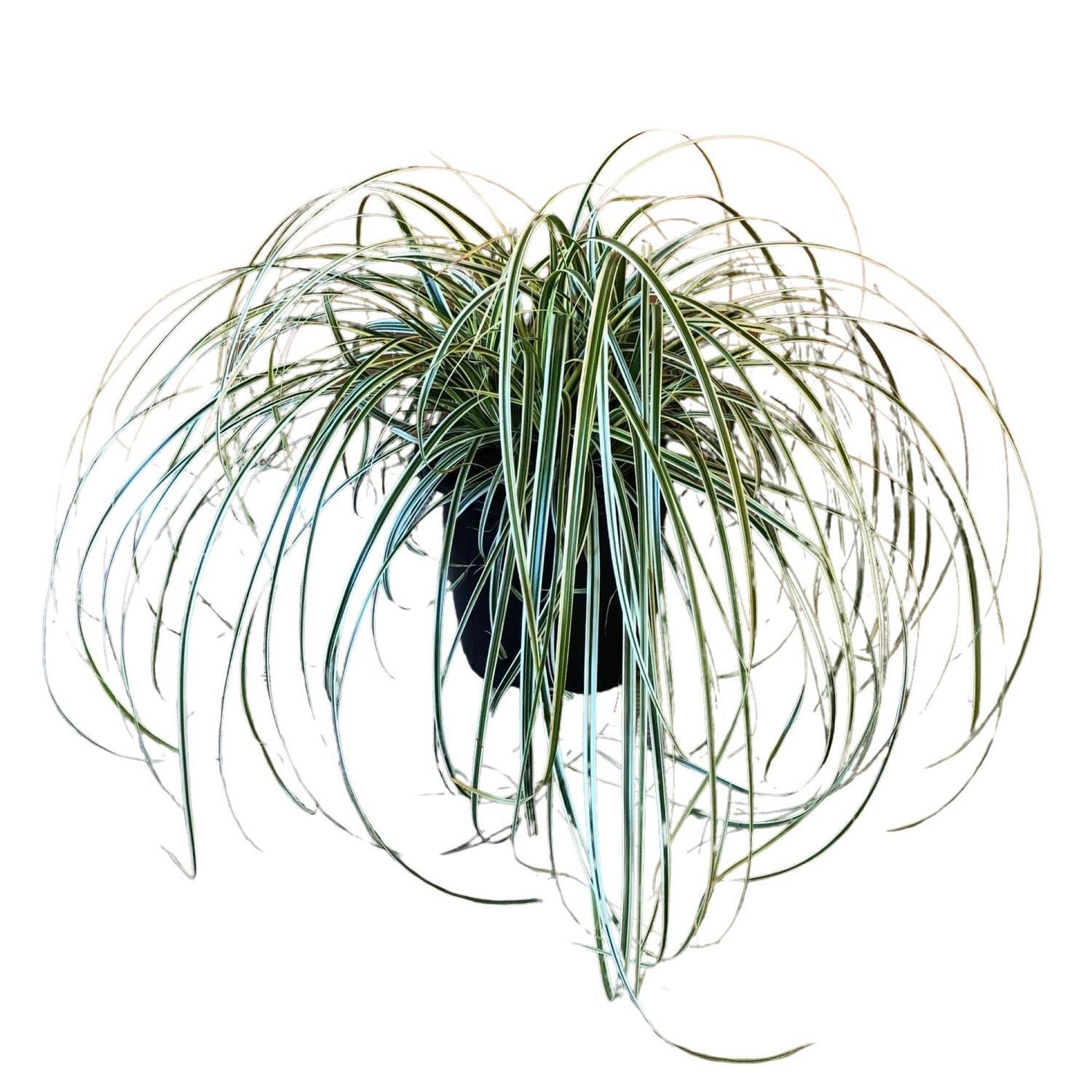 Carex Featherfalls  4.5 litre Green