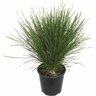 Lomandra Lime Tuff 2 Litre
