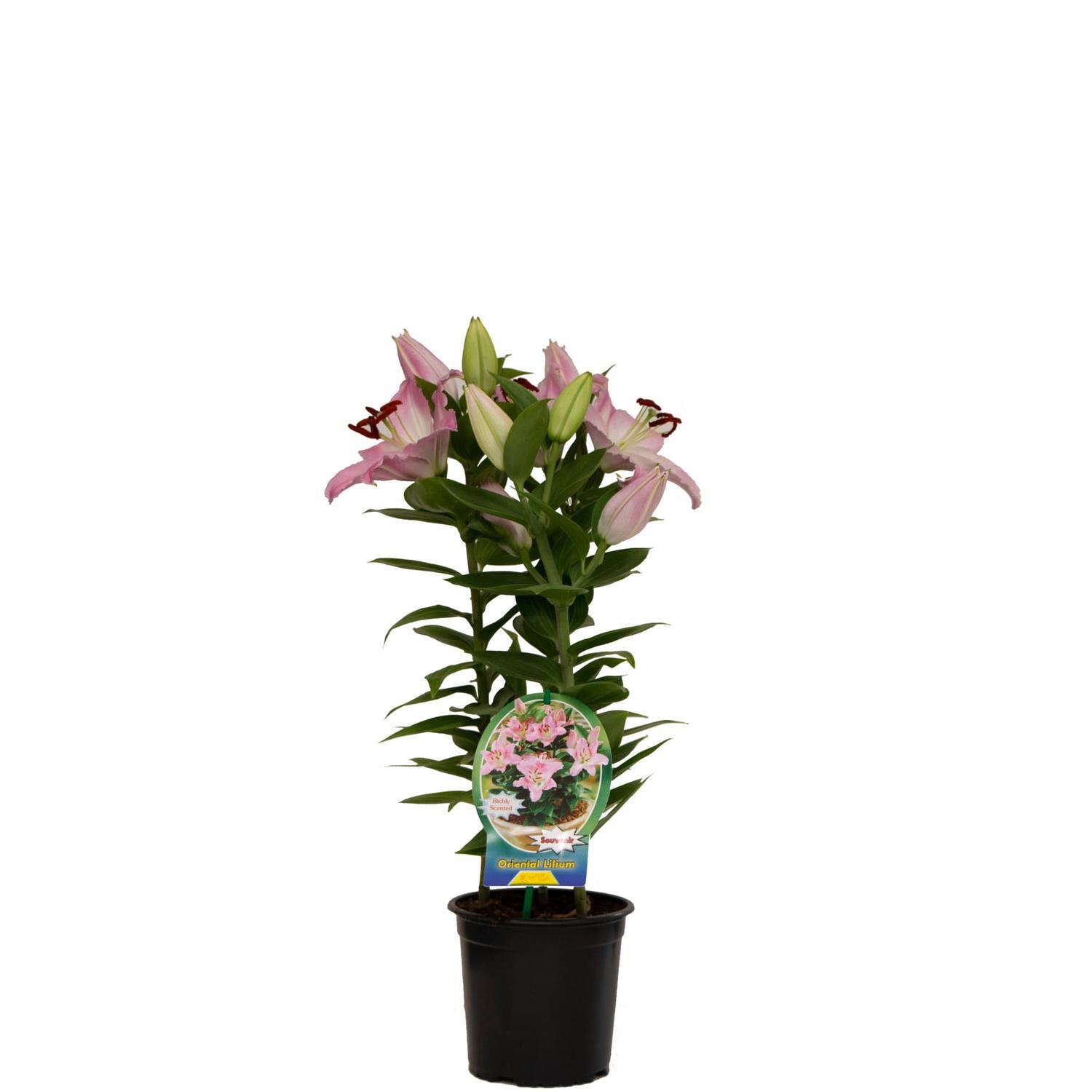Lily Oriental Souvenir Plain