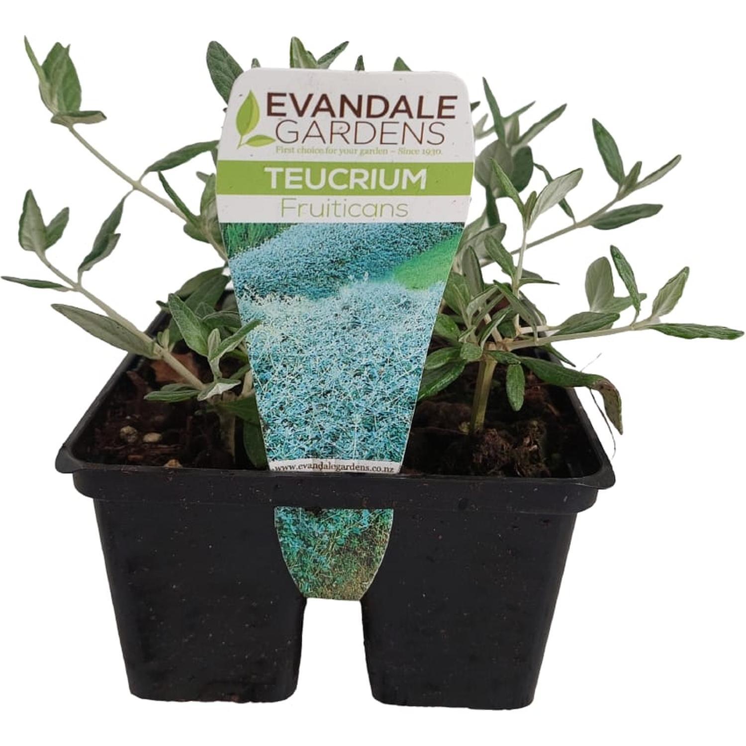 Teucrium Fruiticans