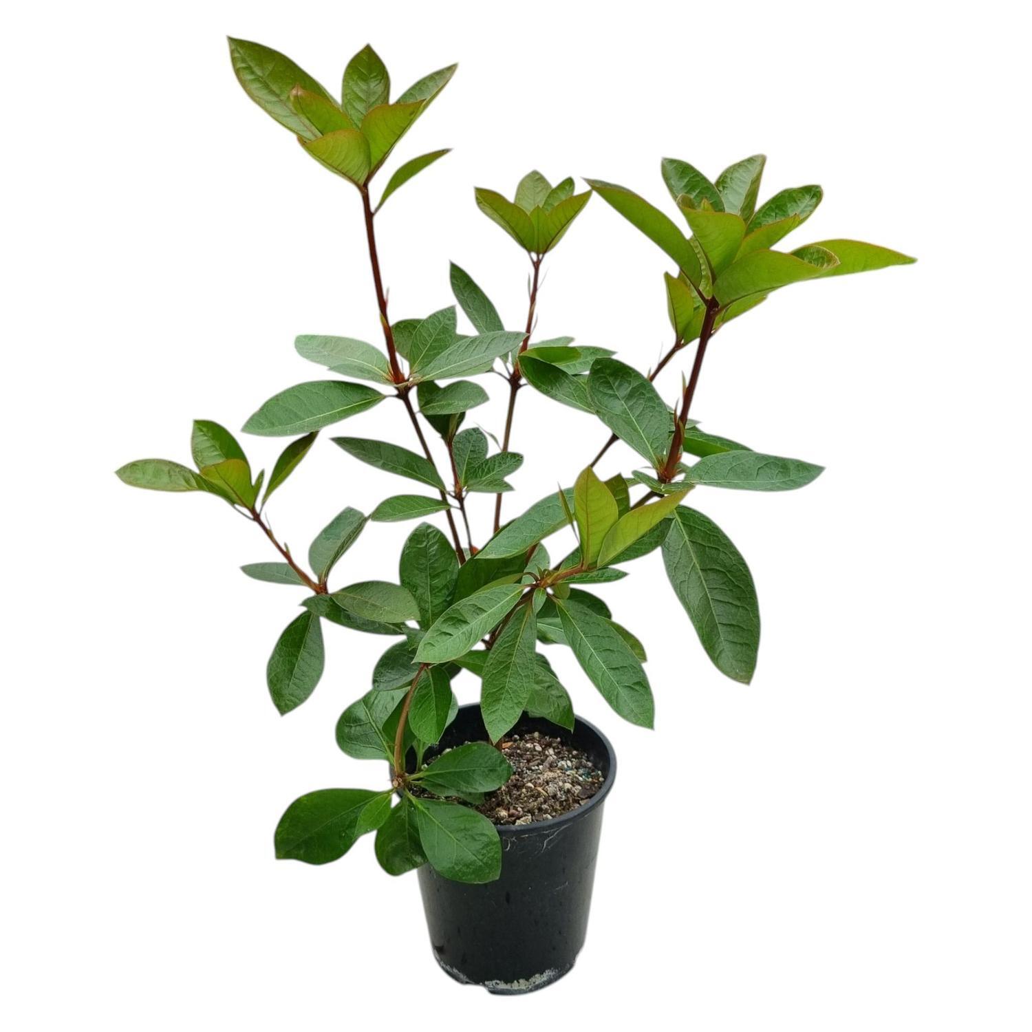 Vireya Golden Charm 3.3L