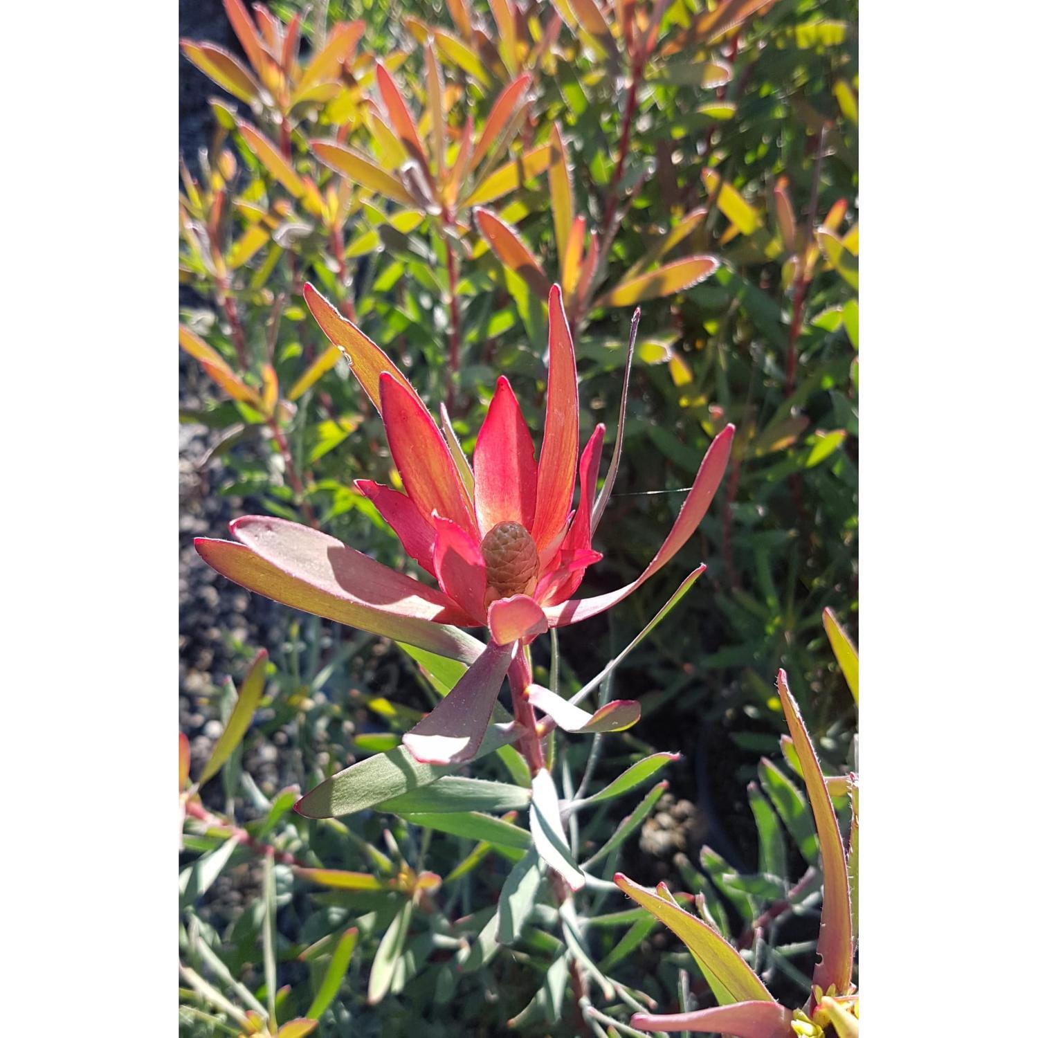 Leucadendron Candy Delight