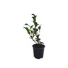 Camellia Nicky Crisp