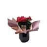 Begonia Elator Gift Wrapped 13cm
