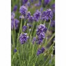 Lavender Thumbelina Leigh