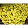 Sedum Makinoi Ogon