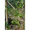 Pea and Bean Mesh L: 5m, W: 2m Clear