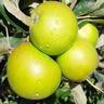 Apple Semi-Dwarf 'Granny Smith' 4.7 litre