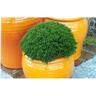 Hebe Emerald Green