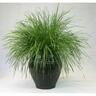 Lomandra Nyalla