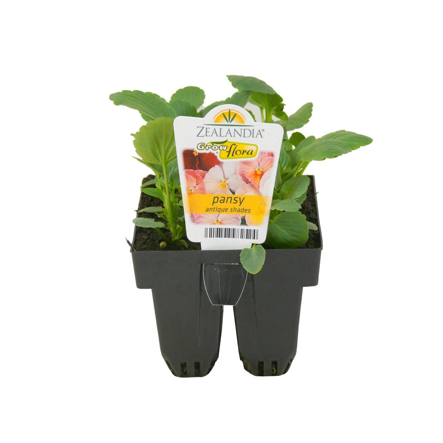 Pansy Delta