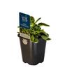 Sage Variegated