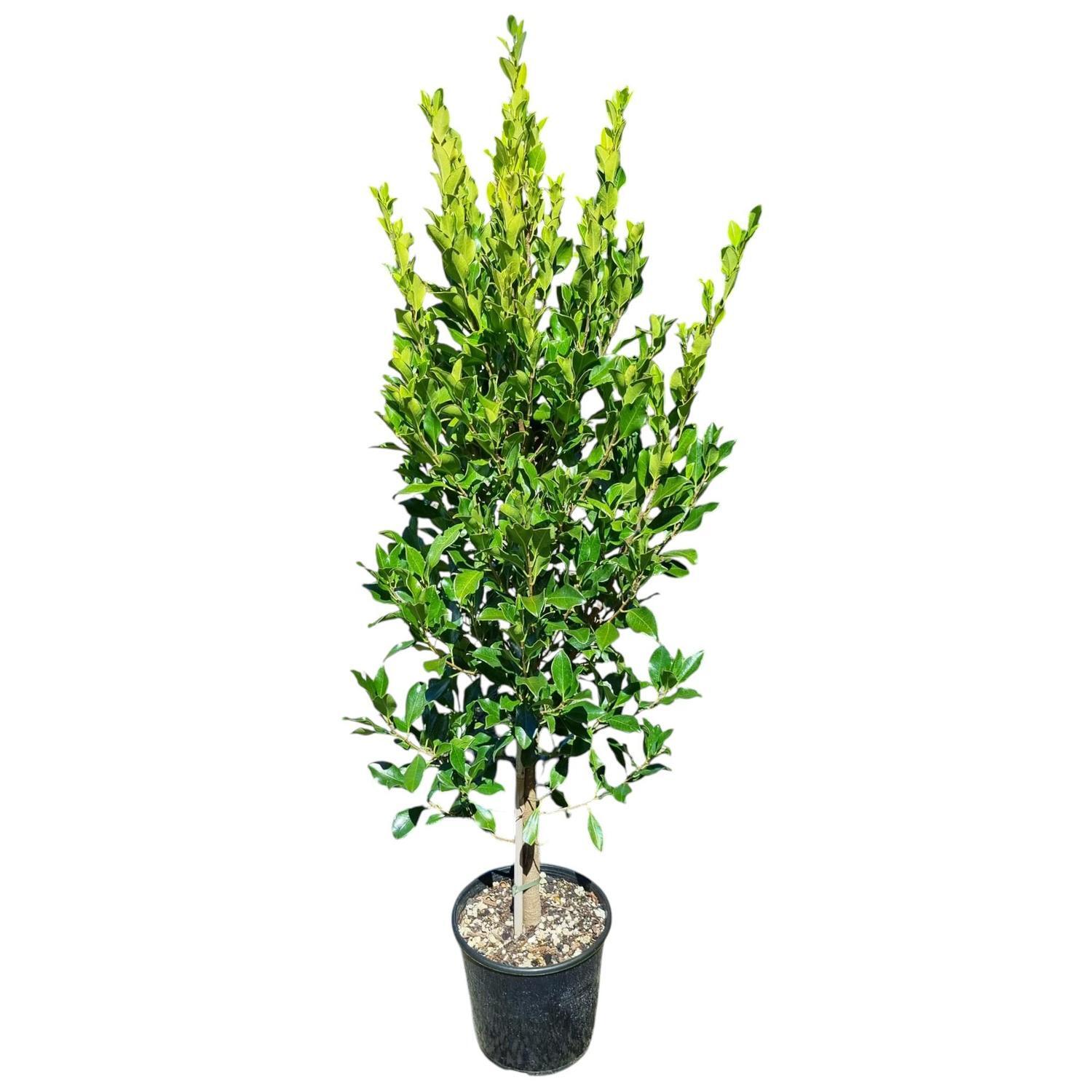 Ficus Tuffi 6L