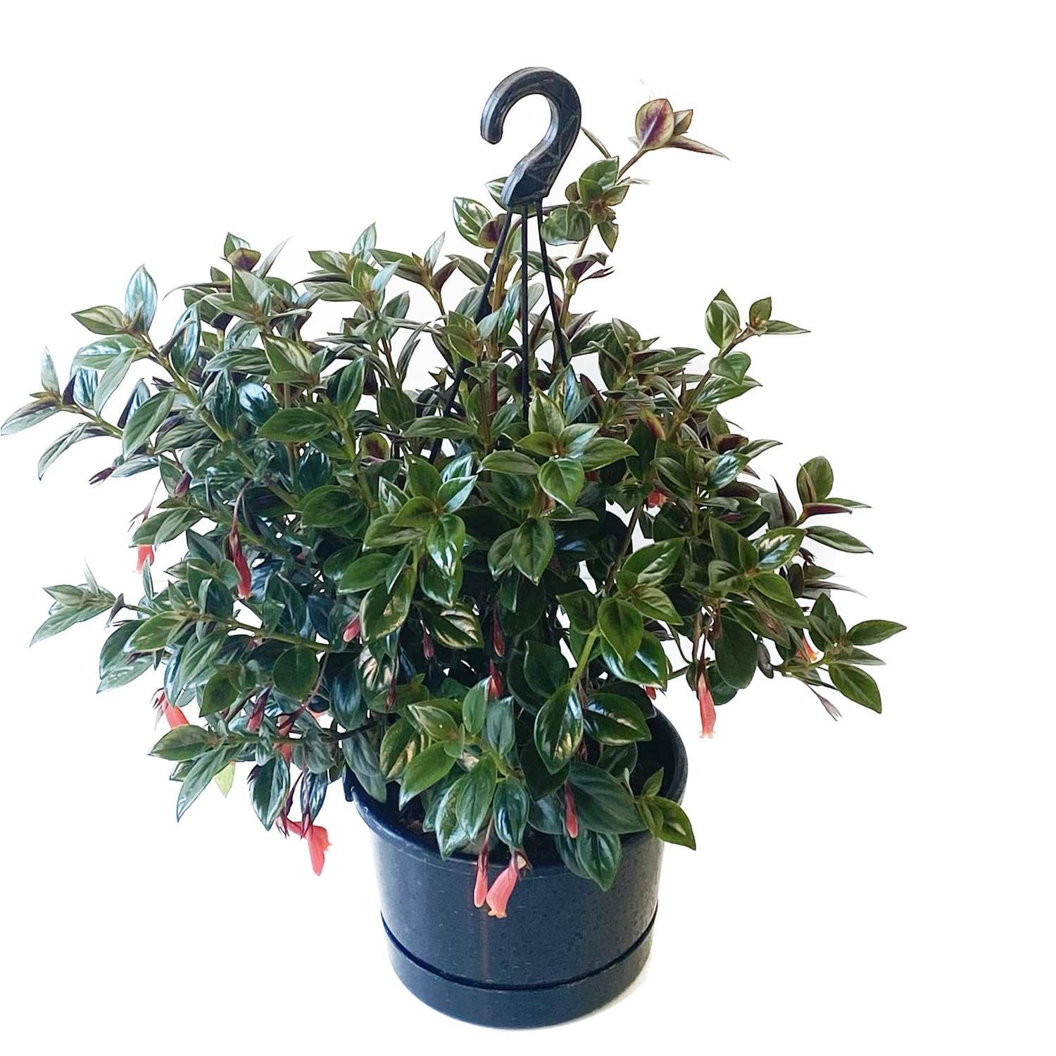 Nematanthus Tropicana Basket 17.5cm