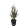Leptospermum Sunraysia