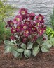 Hellebore Anna's Red