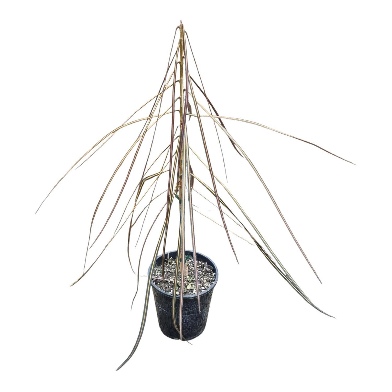 Pseudopanax Crassifolium 'Lancewood'  3.3L