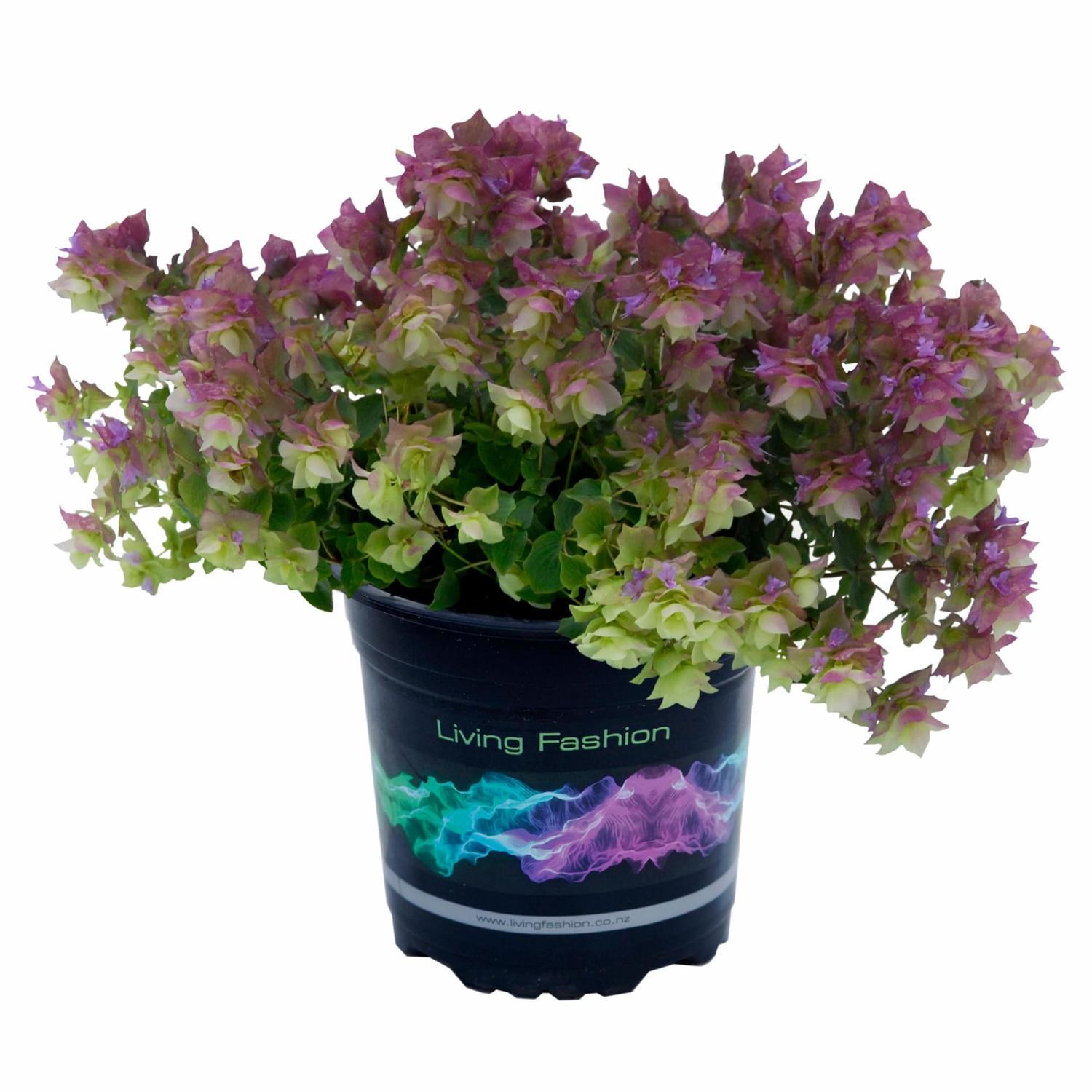 Origanum Belissimo