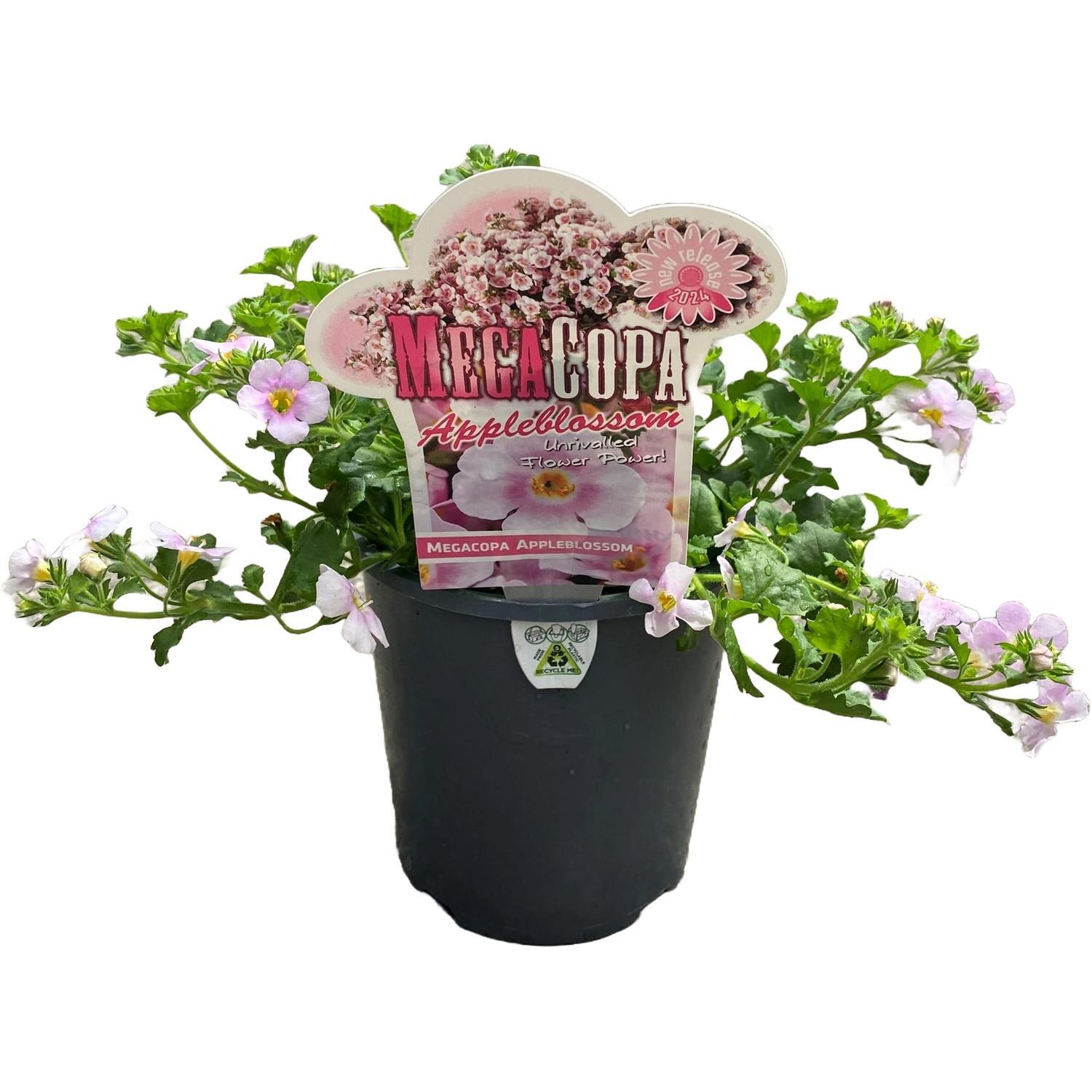 Bacopa Megacopa Appleblossom 1.5 litre