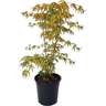 Acer Palmatum 3L
