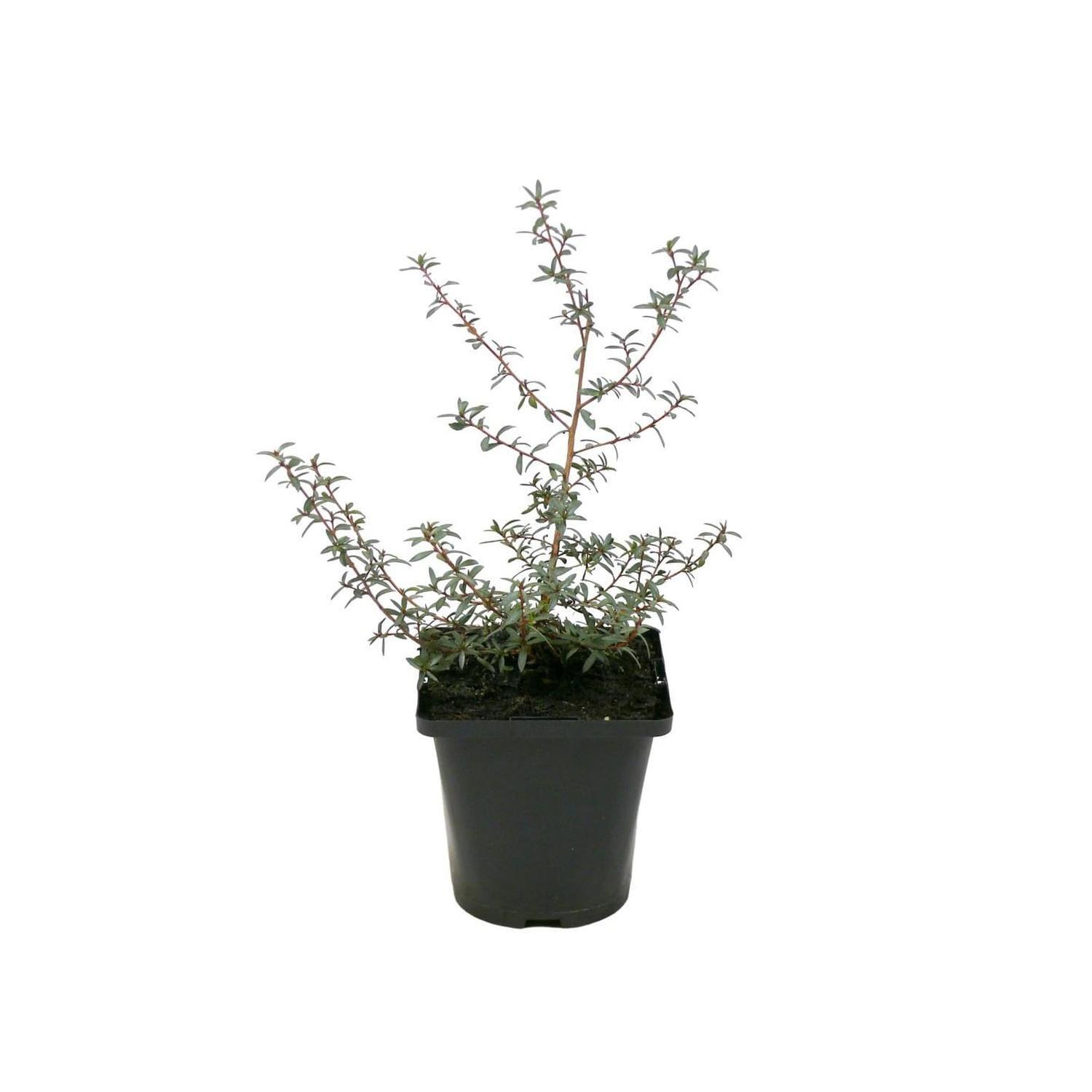 NZ Native Manuka