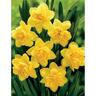 Daffodil Dick Wilden Pack of 5