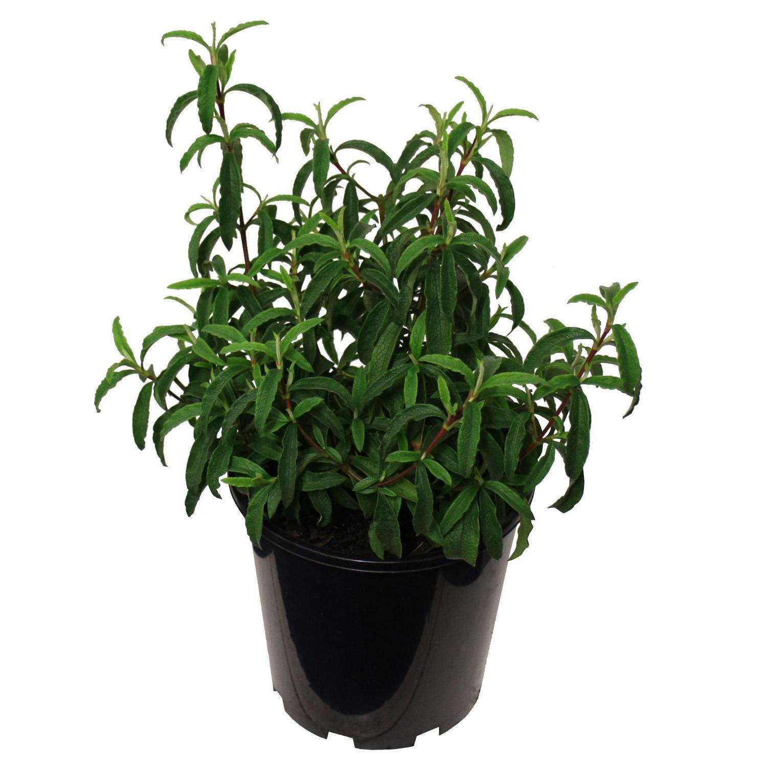 Cistus Brilliancy 3.3 litre