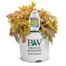 Heucherella 'Eye Spy'
