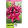 Lily Oriental Roselily Floretta Pack of 1