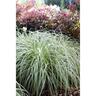 Carex Featherfalls PVR