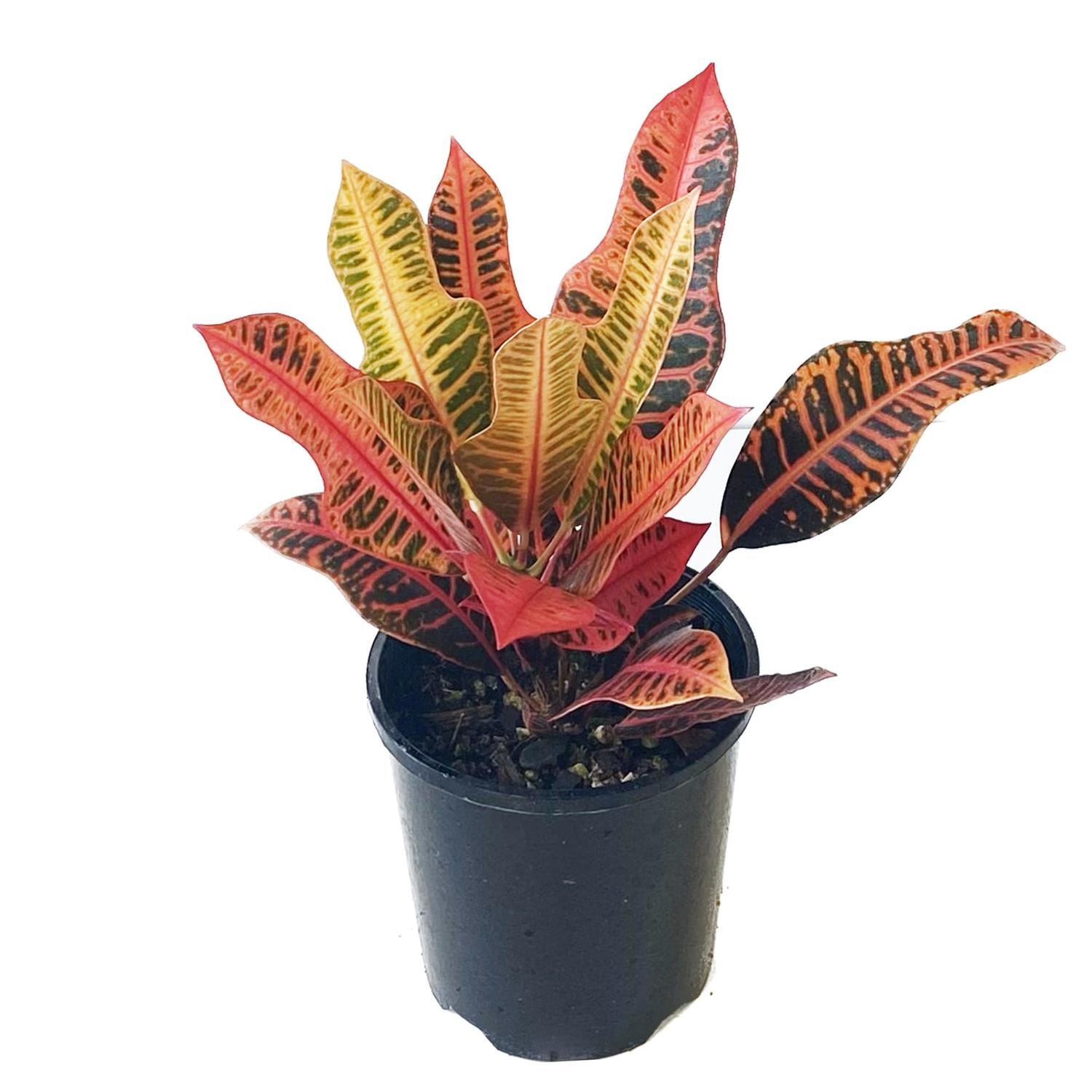 Croton 14cm