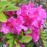 Azalea Autumn Royalty