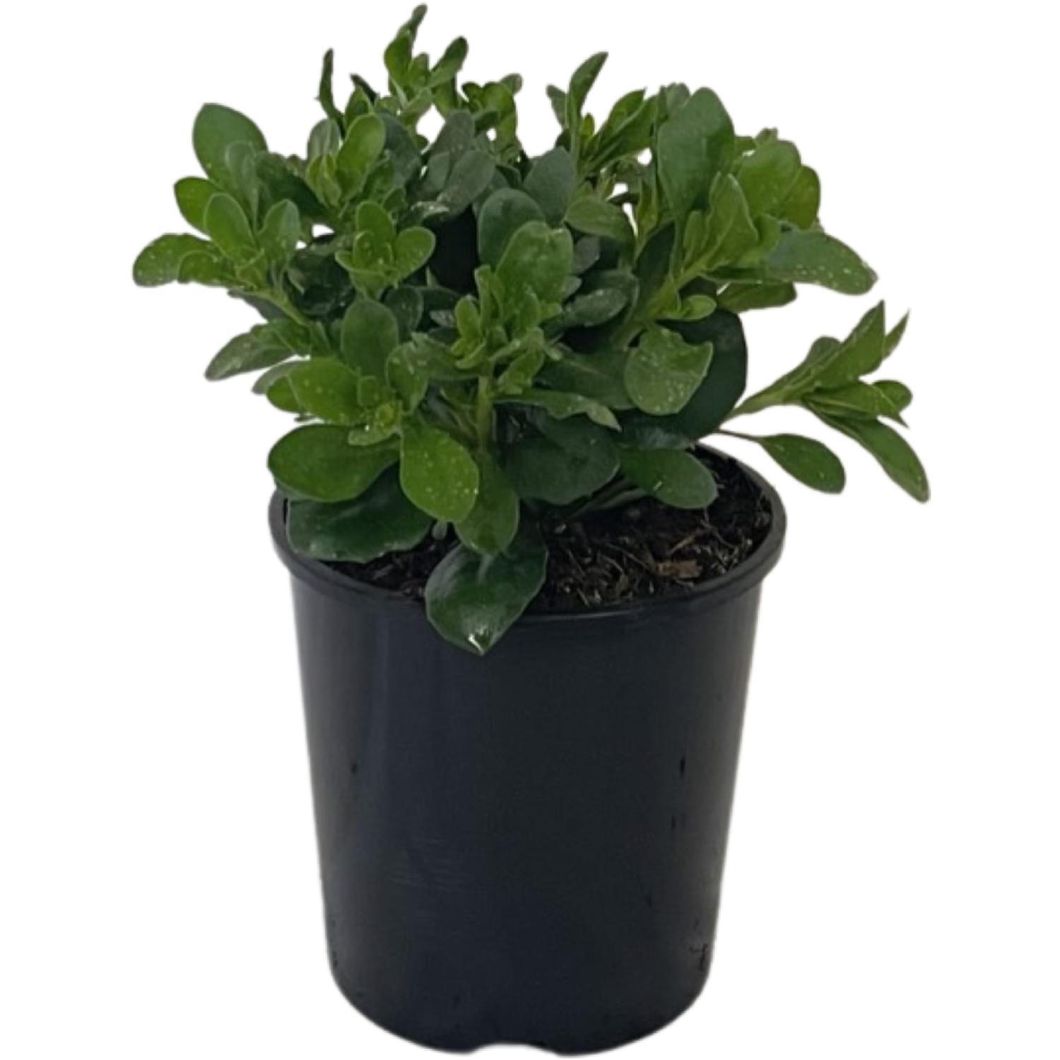 Osteospermum Daydream