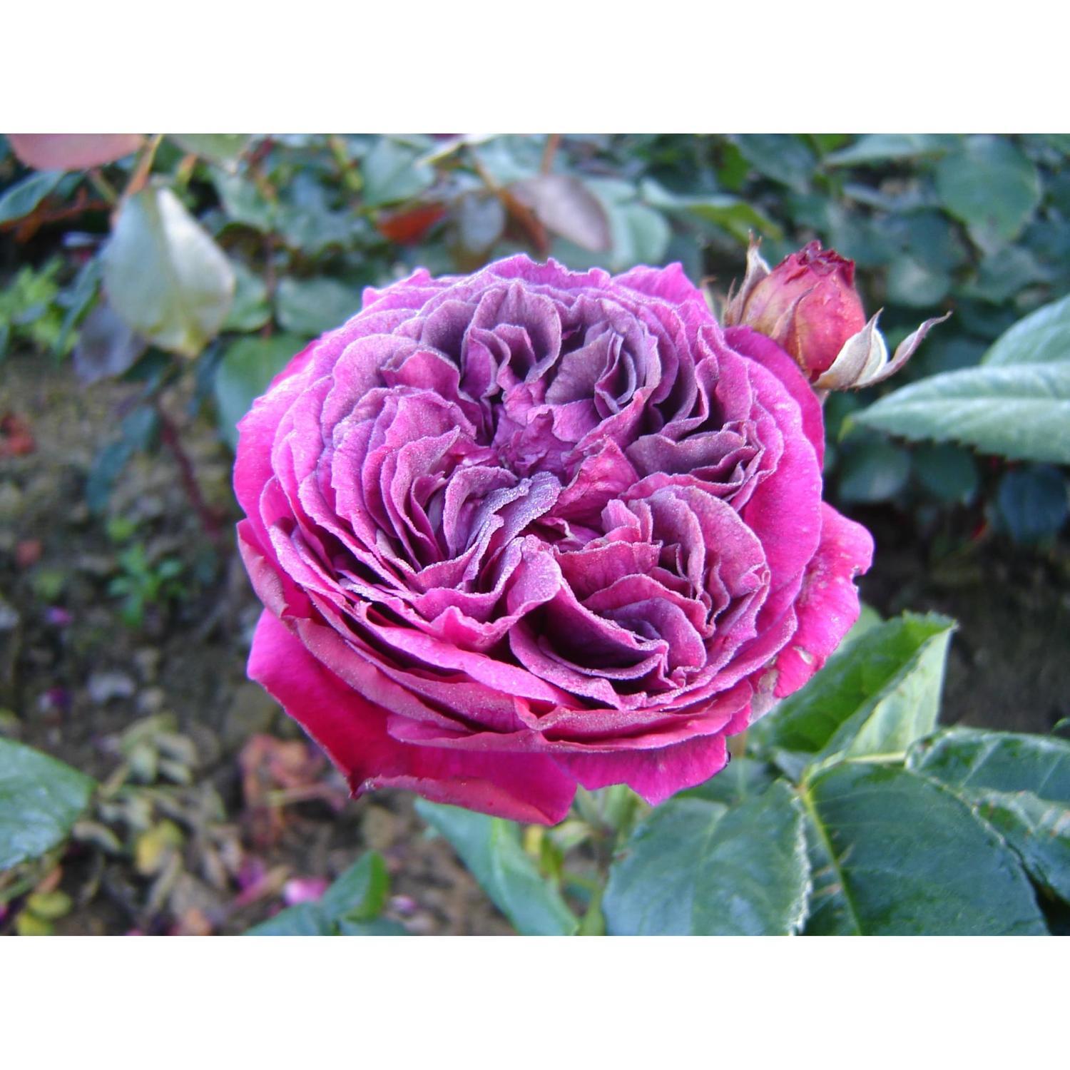 Rose Bush Purpleicious 4.7L