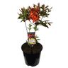 Azalea Deciduous Dorothy Corston