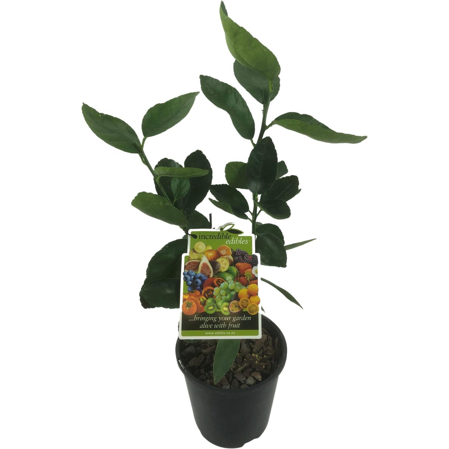 Limequat