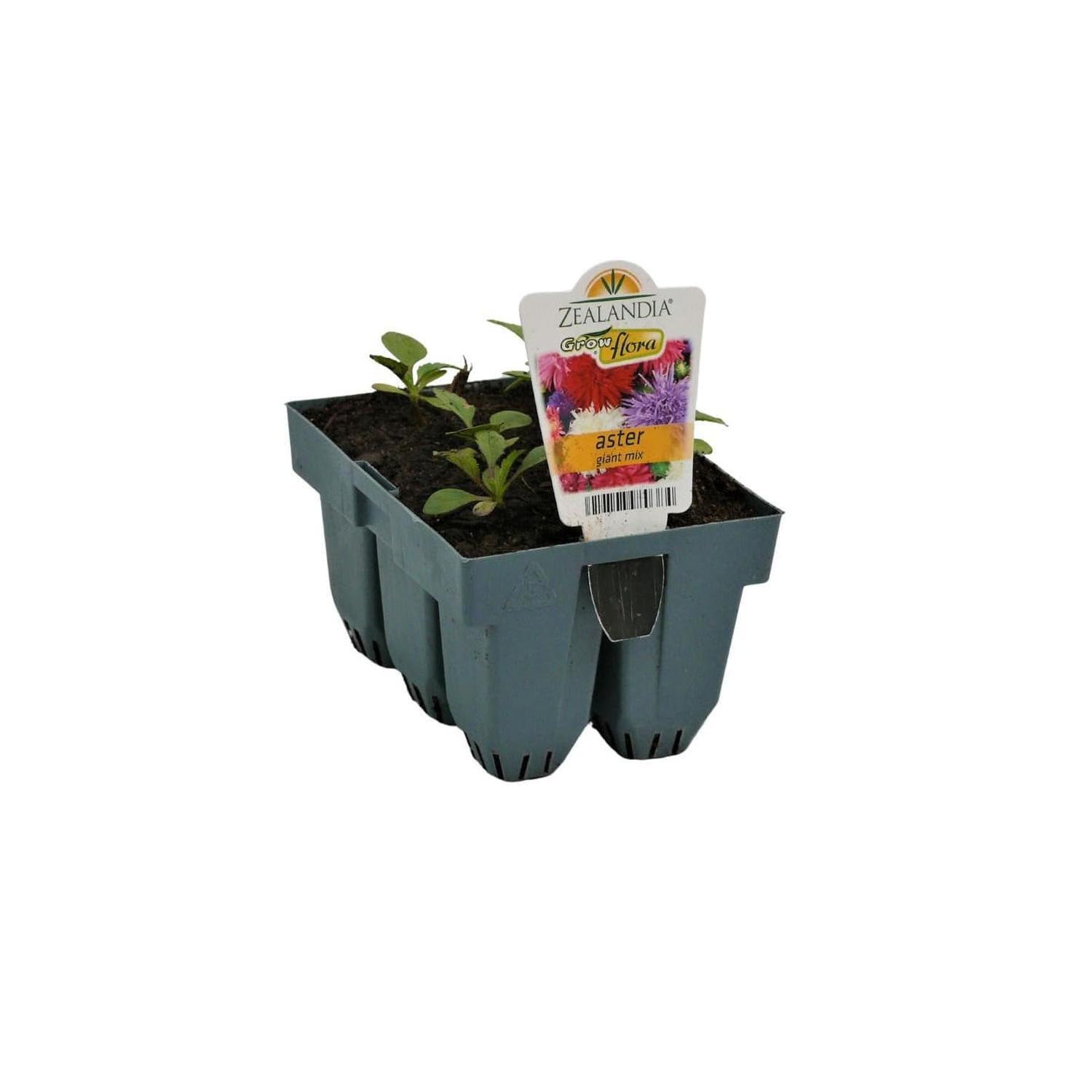 Aster Giant Mix