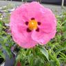 Cistus Brilliancy 1.5 Litre Rose Pink
