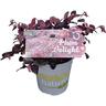 Loropetalum Plum Delight