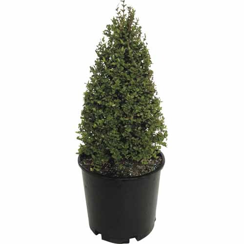 Lonicera Nitida Mini Cone
