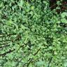 Pittosporum Oliver Twist 2L