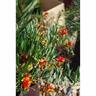 Grevillea Bonnie Prince Charlie