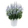 Salvia Sallyfun Assorted