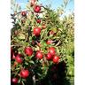 Apple Semi Dwarf Dbl Royal Gala Braeburn