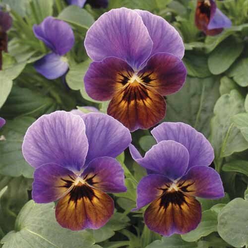 Viola Blueberry