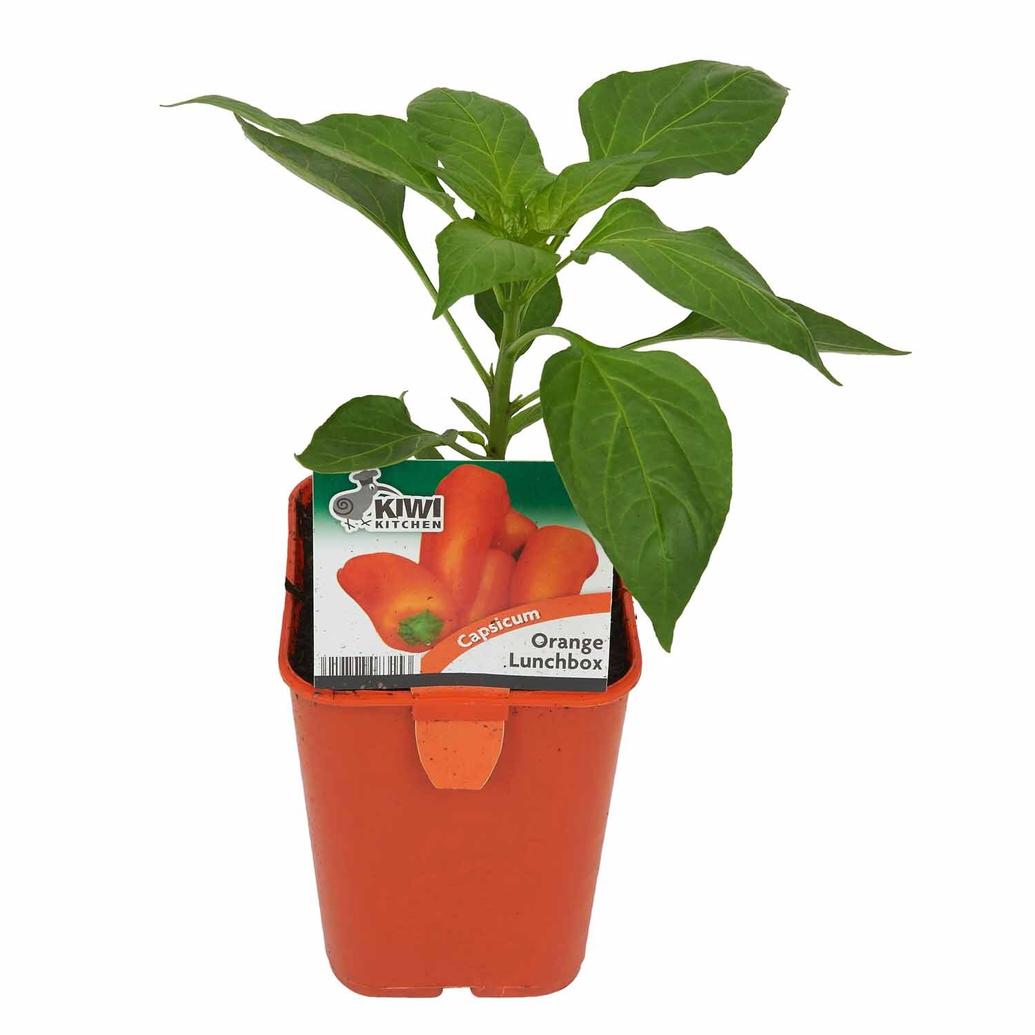 Capsicum Orange Lunch Box