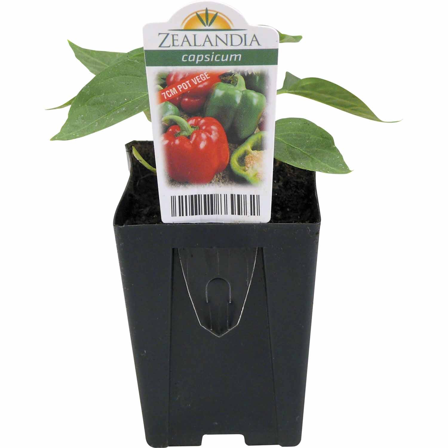 Capsicum Black